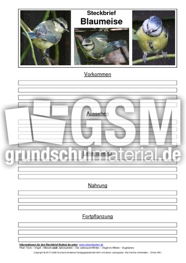 Steckbriefvorlage-Blaumeise-2.pdf